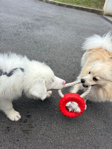 Photo de galerie - Garde chien
