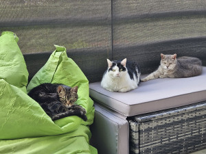 Photo de galerie - Chien, chats, NAC... vos animaux seront dans un cadre secure et empli d’amour avec moi. Vos animaux deviennent mes animaux pendant votre absence et ils reçoivent la même qualité de soin que les miens. Partez l’esprit tranquille.