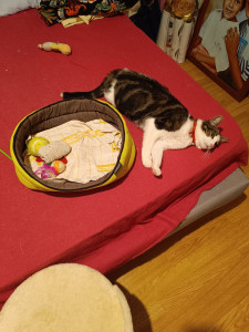 Photo de galerie - Chat adorable