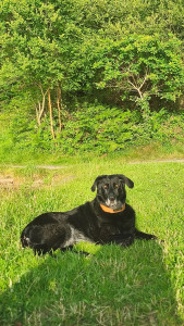 Photo de galerie - Garde animaux
