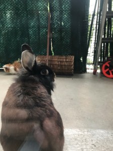 Photo de galerie - Garde animaux