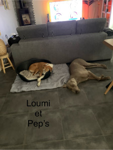 Photo de galerie - Chien que j’ai gardé 