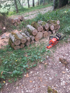 Photo de galerie - Elagage et coupe d'arbres