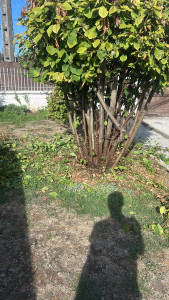 Photo de galerie - Taillage des arbres de mon jardin 