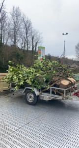 Photo de galerie - Taille arbre 