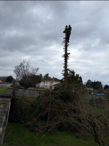 Photo de galerie - Résultats abattage d’arbre