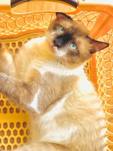 Photo de galerie - Garde chat