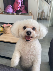 Photo de galerie - 3 semaines de garde avec mon petit porcinet, prénommé Nougat