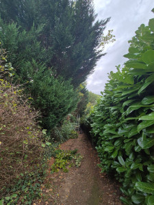 Photo de galerie - Elagage et coupe d'arbres