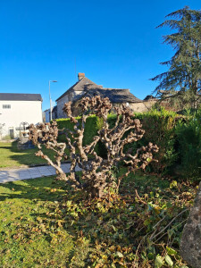 Photo de galerie - Taille arbuste 