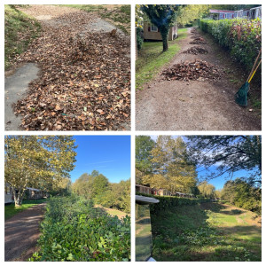 Photo de galerie - Taille de haies et d'arbustes