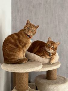 Photo de galerie - Mes chats 