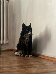 Photo de galerie - Garde chat