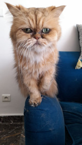 Photo de galerie - Garde chat