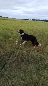 Photo de galerie - Oreo 