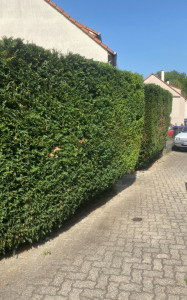 Photo de galerie - Nous réalisons la taille de haies, avec évacuation des déchets verts vers un centre agréé.” 