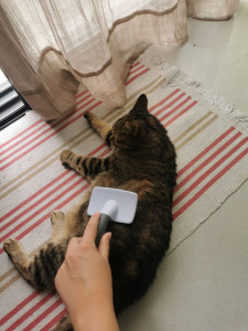 Photo de galerie - Minette au spa ?