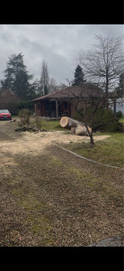 Photo de galerie - Elagage et coupe d'arbres