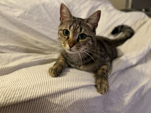 Photo de galerie - Voici ma chatte, Romy, 2 ans