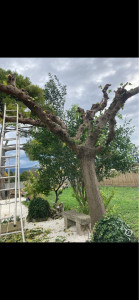 Photo de galerie - Jardinier