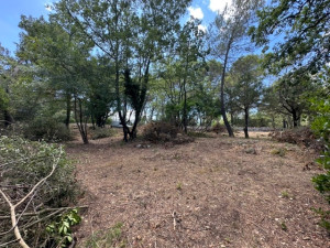 Photo de galerie - Tonte de pelouse - Débroussaillage