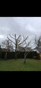 Photo de galerie - Elagage et coupe d'arbres