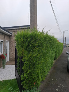 Photo de galerie - Elagage et coupe d'arbres