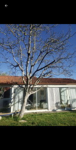 Photo de galerie - Élagage abattage d un noyer proche de la maison et sur le point de tomber heureusement plus de risque a se jour !!!