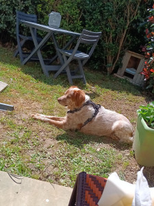 Photo de galerie - Garde chien 
