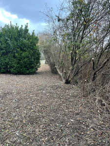 Photo de galerie - Élagage d’arbres en limite de propriété + broyage ronces 