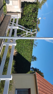 Photo de galerie - Taille de haies 