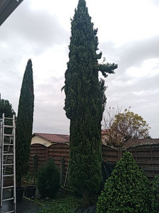 Photo de galerie - Taille de cyprès totem en cours