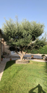 Photo de galerie - Olivier avant coupe