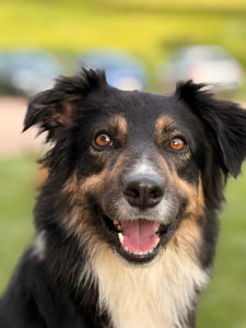 Photo de galerie - Garde chien a domicile 