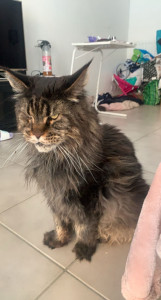 Photo de galerie - Mufassa? c’est un maincoon que j’ai pu garder a son domicile durant toute la période des vacances de la Toussaint.