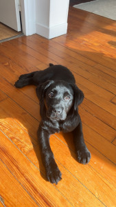 Photo de galerie - Garde d’un chiot labrador de 3 mois et demi sur une durée de 4 jours. Sortie hygiénique toute les deux heures. Chiot malade lors de la garde donc repas adaptés