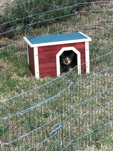 Photo de galerie - Garde lapins et cochons d’Inde - Parc d’extérieur (même les chats semblent apprécier quand les concernés n’y sont pas!)