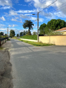 Photo de galerie - Taille d’une haie de Cyprès 