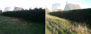Photo de galerie - Haie cyprès avant et après