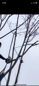 Photo de galerie - Elagage et coupe d'arbres