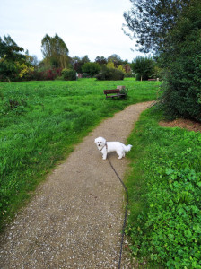 Photo de galerie - Aiko un petit bichon frisé de la famille que je garde régulièrement 