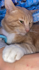 Photo de galerie - Chat très câlin 
