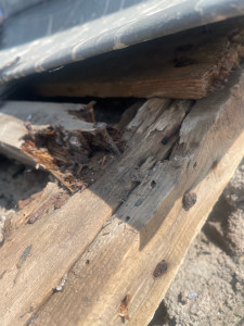 Photo de galerie - Chevron pourrie 