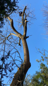 Photo de galerie - Elagage et coupe d'arbres
