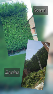 Photo de galerie - Taille de haies et d'arbustes