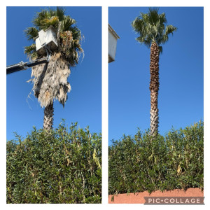 Photo de galerie - Taille de palmier 