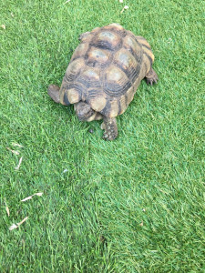 Photo de galerie - Gaspar lá Tortue 