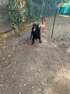 Photo de galerie - Garde animaux