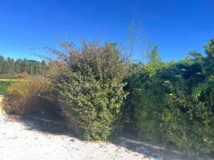 Photo de galerie - Taille de haies et d'arbustes