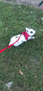 Photo de galerie - Domino en balade 